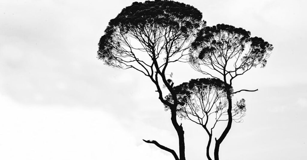 Monochrome silhouette of trees with intricate branches set against a cloudy sky.