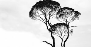 Monochrome silhouette of trees with intricate branches set against a cloudy sky.